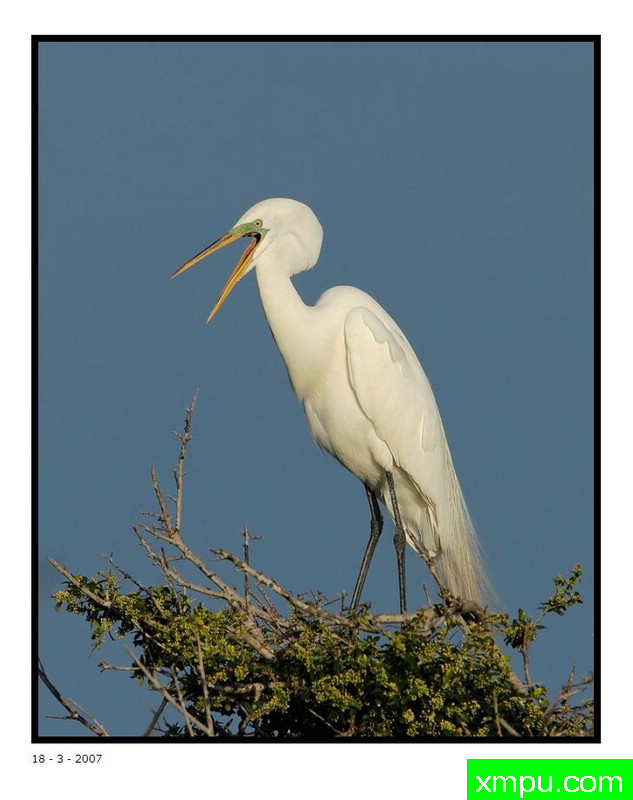 发牢骚！--大卫肖万张照片pbase_com