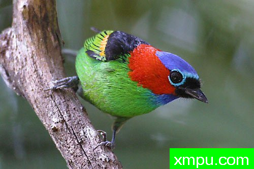 红颈西塔纳哲02