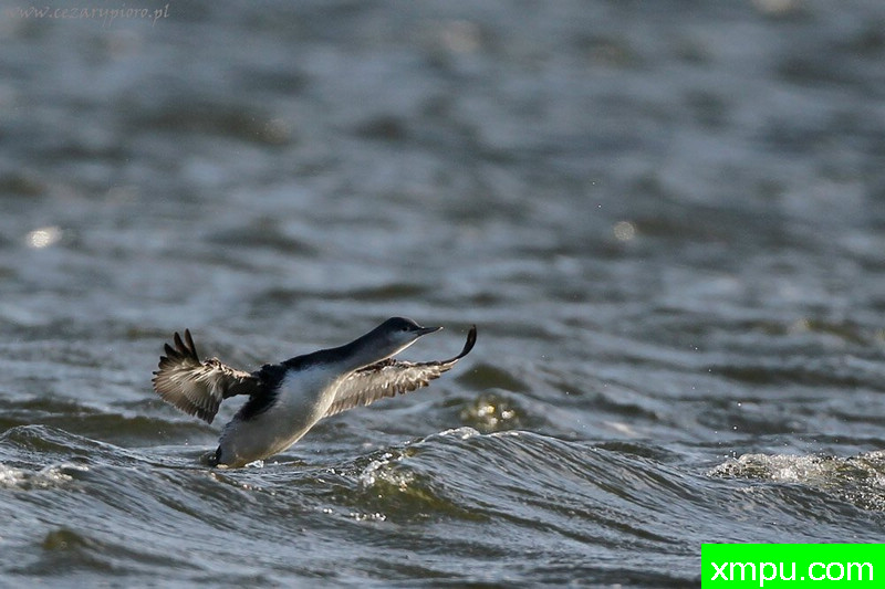 努尔格雷贝（Gavia stellata）---著名摄影师：Cezar摄影