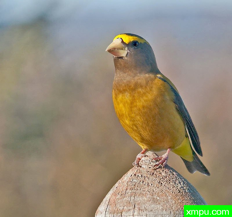 晚上格罗斯比克01