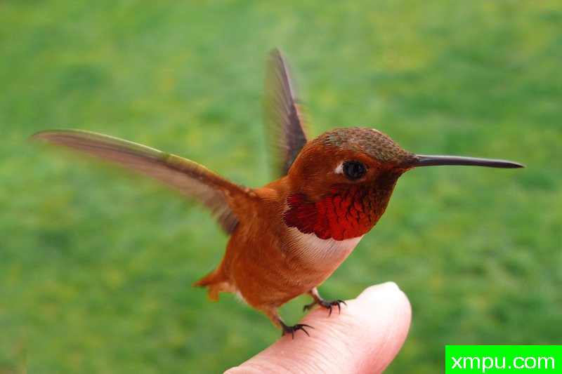 安全着陆！---著名摄影师：珍妮李显能摄影