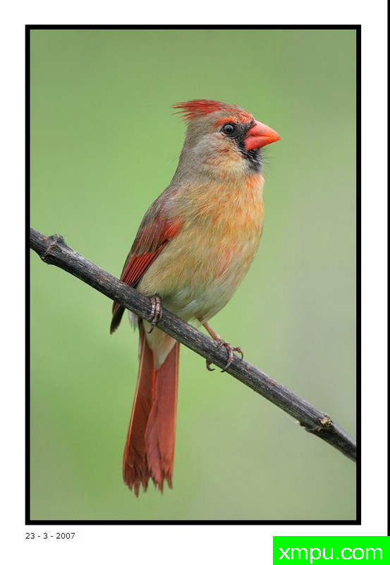 枢机主教 - 女性照片 - 大卫肖万张照片pbase