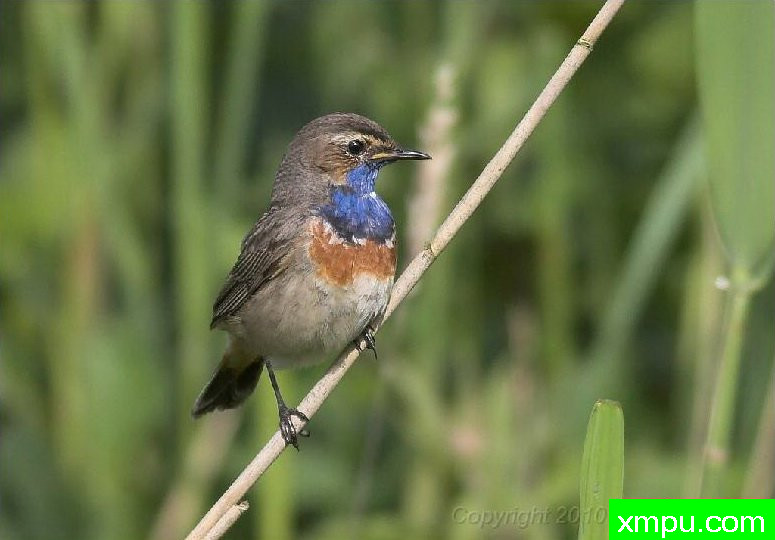 蓝点颏04--著名自然摄影师：菲利普Mineur [法国]