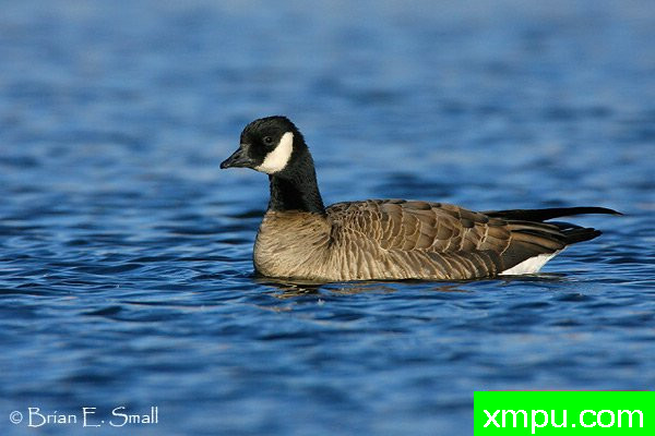 咯咯笑鹅[Branta hutchinsii ]--摄影师：布赖恩E.小 摄影[美国]