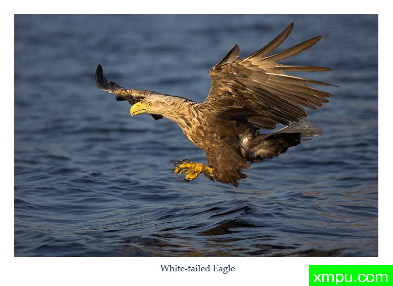 鹰爪功02---摄影师： 丹尼绿色摄影