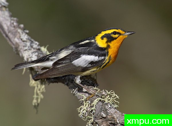 Blackburnian莺ackburnianW[美国]--摄影师：罗伯特Royse 摄影[美