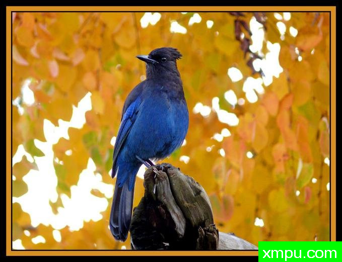 后院的朋友！ ---著名摄影师：珍妮李显能摄影