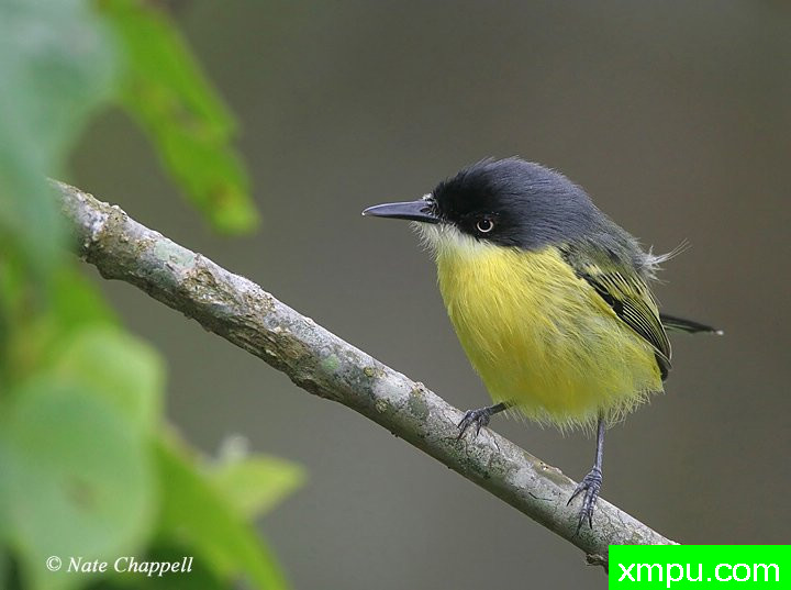 托迪鹟 ---著名的户外和自然摄影家：内特察佩尔摄影