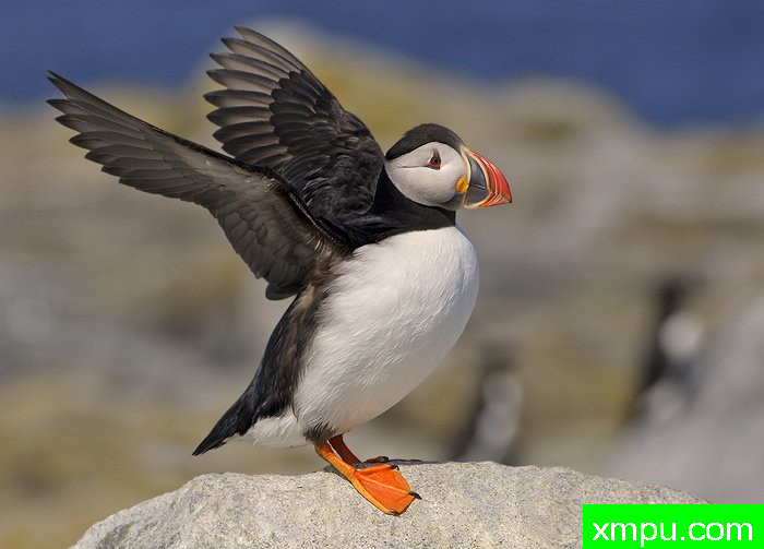 大西洋海鹦zzAtlanticPuffin6月4[美国]--摄影师：罗伯特Royse 摄