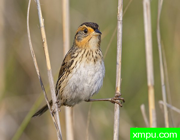 盐沼尖尾雀Ammodramus caudacutus[美国]--摄影师：罗伯特Royse