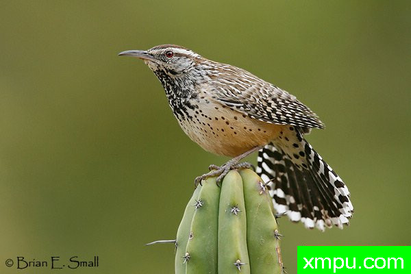 仙人掌鹪[ Campylorhynchus brunneicapillus ]--摄影师：布赖恩E