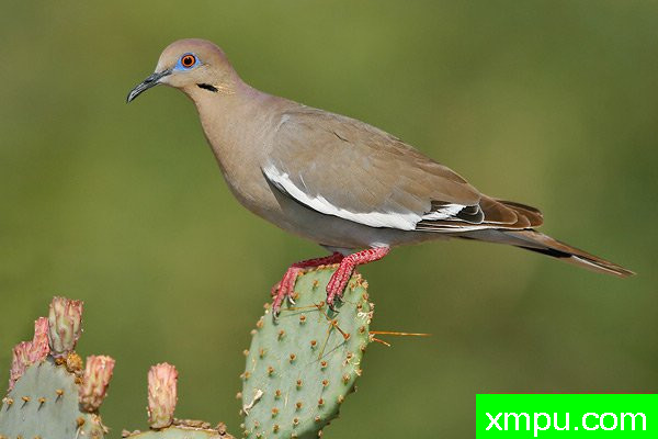 白翅鸽[Zenaida草]--摄影师：布赖恩E.小 摄影[美国新墨西哥州]
