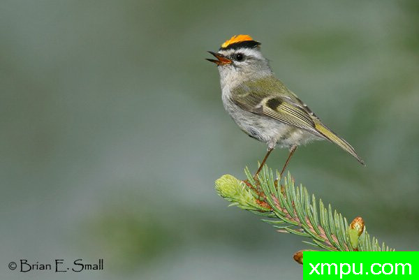 金加冕群力[轩辕satrapa ]03--摄影师：布赖恩E.小 摄影[美国]