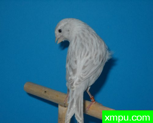 金丝雀--玛瑙opale相思 --摄影师：莱斯derniers德摄影[法国]