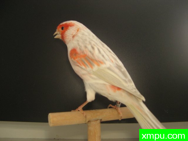 金丝雀--玛瑙opale mosaique胭脂 --摄影师：德canariopale摄影