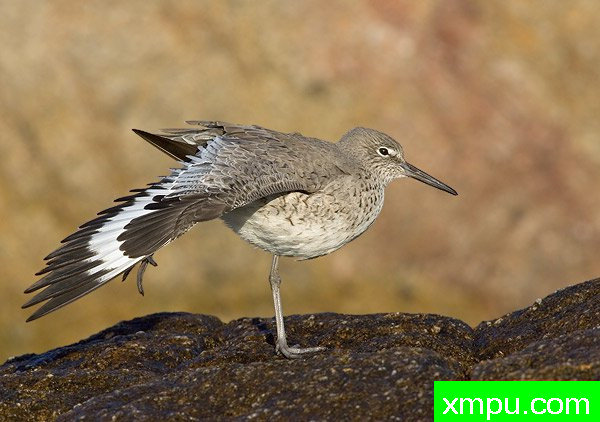威利特[Willet] Tringa semipalmata [美国]--摄影师：罗伯特Roys