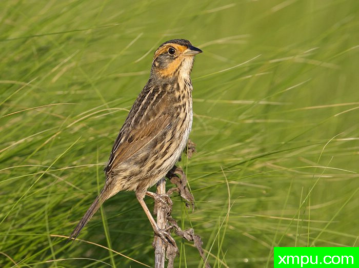 盐沼尖尾雀[美国]--摄影师：罗伯特Royse 摄影[美国-特拉华州]