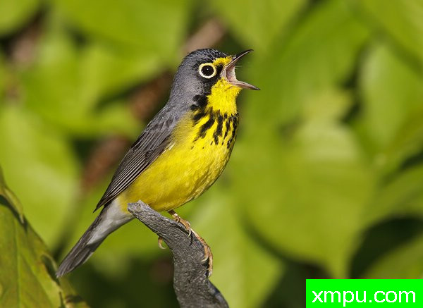 加拿大莺[ Wilsonia加拿大一枝黄花]--摄影师：罗伯特Royse 摄影[