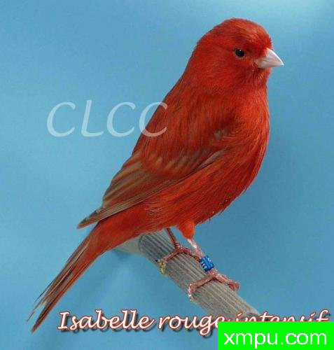 金丝雀-橙红色玉鸟01---著名摄影师：canarisliegeois摄影