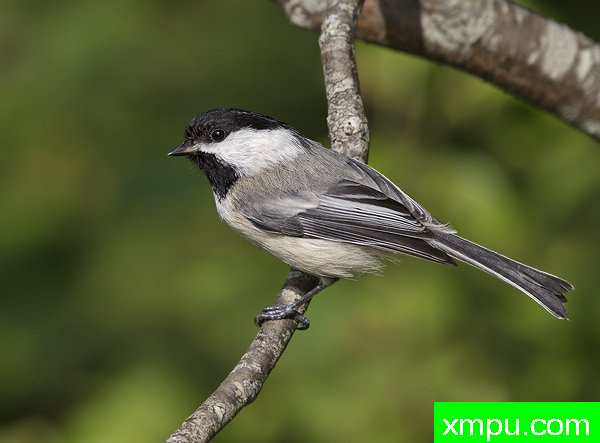 黑上限山雀[美国]--摄影师：罗伯特Royse 摄影[美国-缅因州]