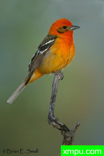 彩色火焰，Tanager --摄影师：布赖恩E.小 摄影[美国]