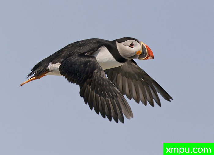 大西洋海鹦zzAtlanticPuffin6月[美国]--摄影师：罗伯特Royse 摄