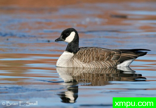 咯咯笑鹅[Branta hutchinsii ]--摄影师：布赖恩E.小 摄影[美国新