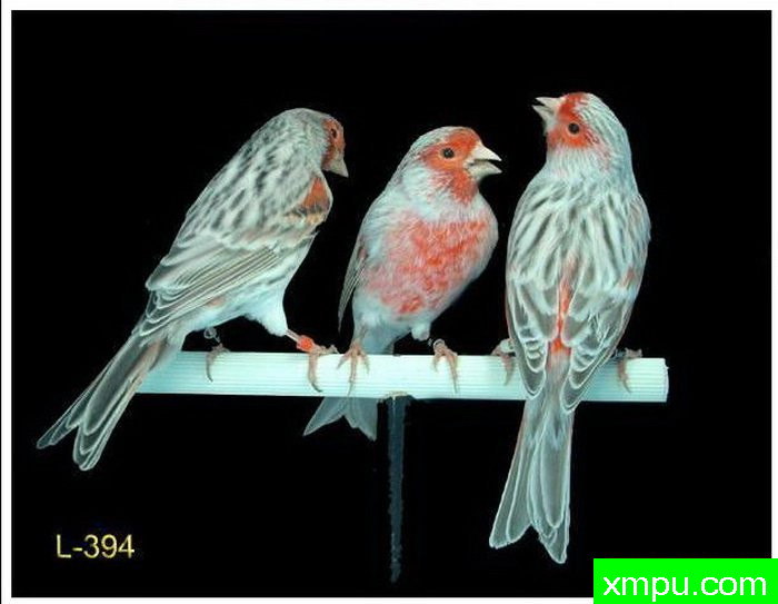 金丝雀--阿加塔柔和的女性