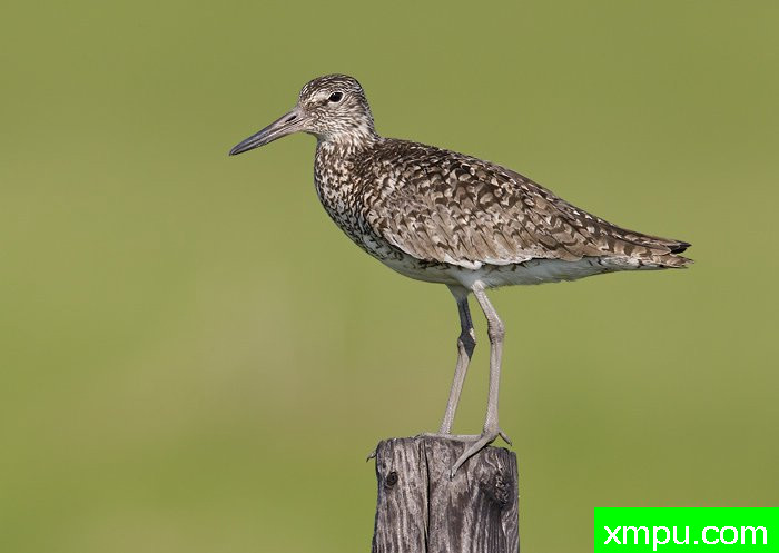 威利特[Willet][美国]--摄影师：罗伯特Royse 摄影[美国-加利福尼