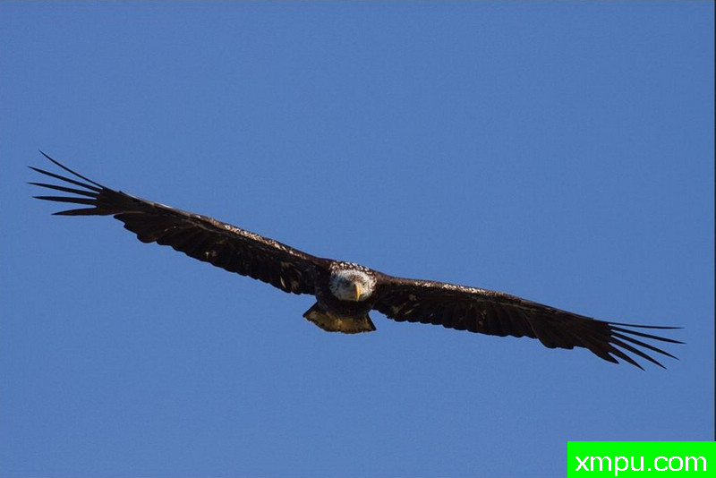 盘旋--著名自然摄影师：肯阿彻摄影
