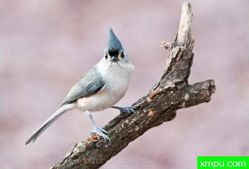 蓝凤雀01--著名摄影师：大卫莱斯特é 摄影