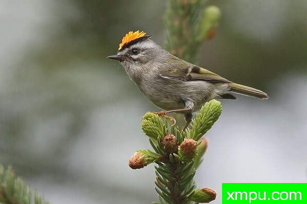 金加冕群力[轩辕satrapa ]04--摄影师：布赖恩E.小 摄影[美国]