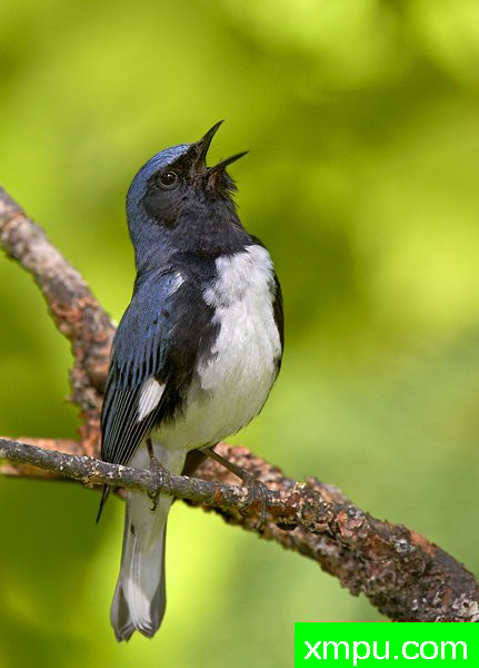 黑喉蓝莺[美国]--摄影师：罗伯特Royse 摄影[美国-密歇根州]