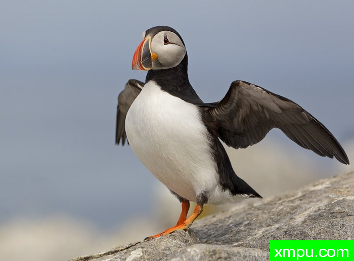 大西洋海鹦zzAtlanticPuffin3[美国]--摄影师：罗伯特Royse 摄影[