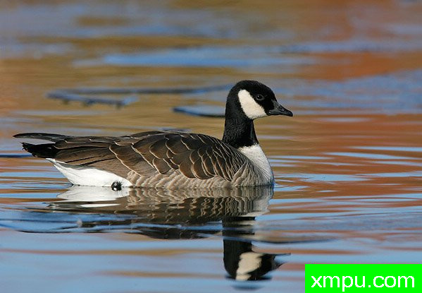 咯咯笑鹅[Branta hutchinsii12月 ]--摄影师：布赖恩E.小 摄影[美