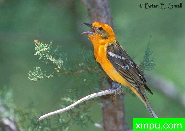 彩色火焰，Tanager[Piranga牛膝4月] --摄影师：布赖恩E.小 摄影[