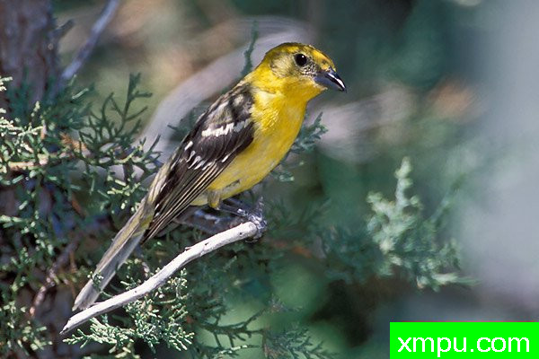 彩色火焰，Tanager[Piranga牛膝4月] --摄影师：布赖恩E.小 摄影[