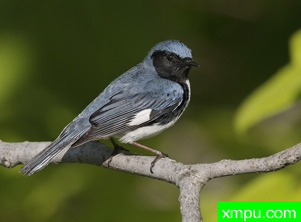 黑喉蓝莺[美国]--摄影师：罗伯特Royse 摄影[美国-缅因州]