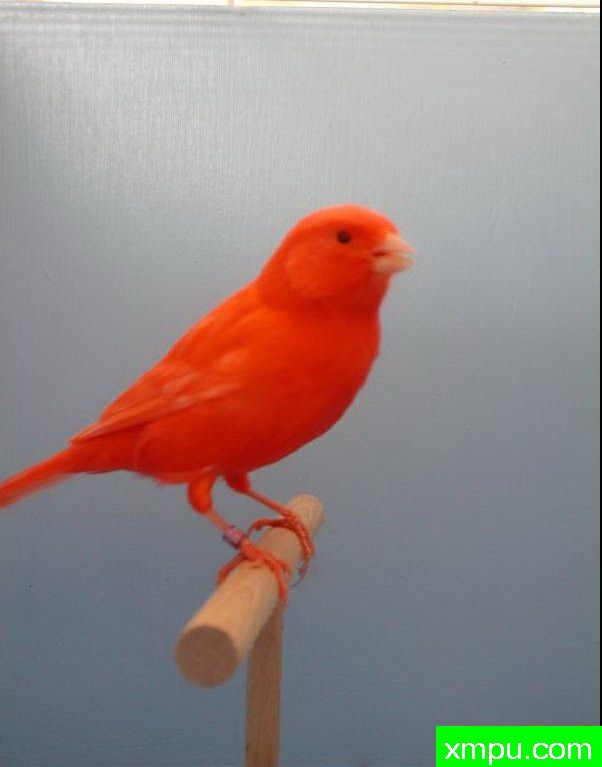 金丝雀--火红金丝鸟--摄影师：阿斯奎尼摄影[法国]