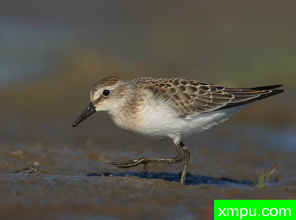 Semipalmated鹬[美国]--摄影师：罗伯特Royse 摄影[美国-俄亥俄州