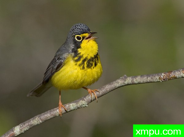 加拿大莺[ Wilsonia加拿大一枝黄花]--摄影师：罗伯特Royse 摄影[