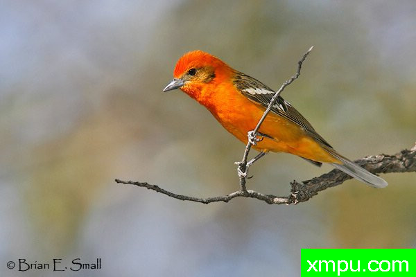 彩色火焰，Tanager[Piranga牛膝4月]01 --摄影师：布赖恩E.小 摄