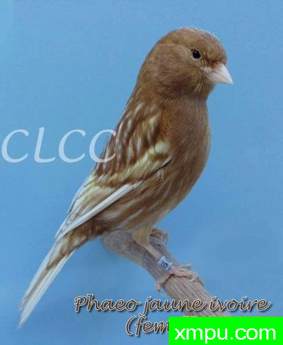 金丝雀-棕黄珍珠玉鸟02---著名摄影师：canarisliegeois摄影