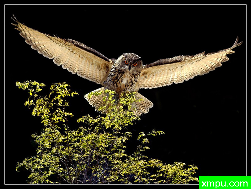 飞翔 ---摄影师： Giangiorgio Crisponi摄影