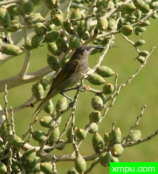 瓦努阿图-Dark-brown_honeyeater