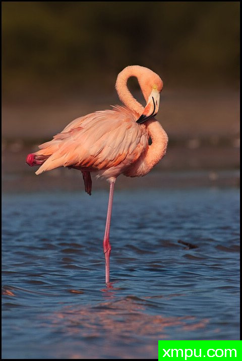 独立---著名摄影师：保罗MARCELLINI摄影[美国]