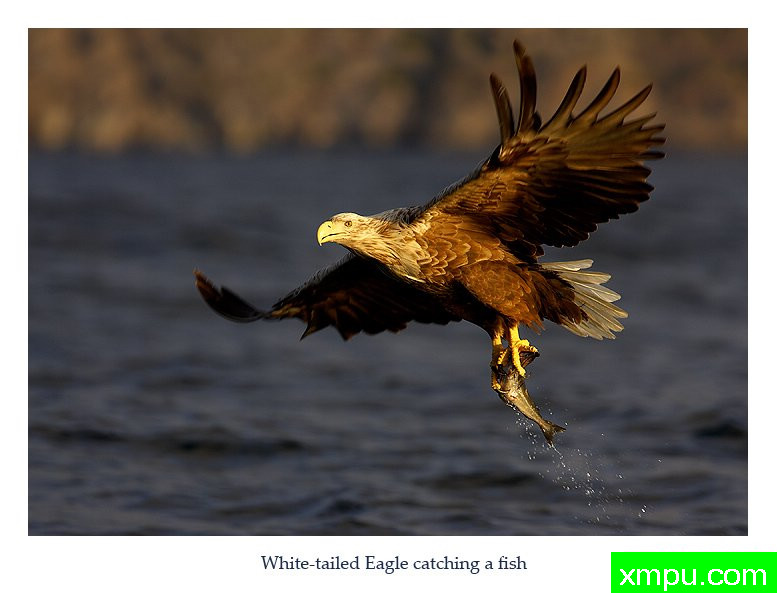 鹰爪功01---摄影师： 丹尼绿色摄影