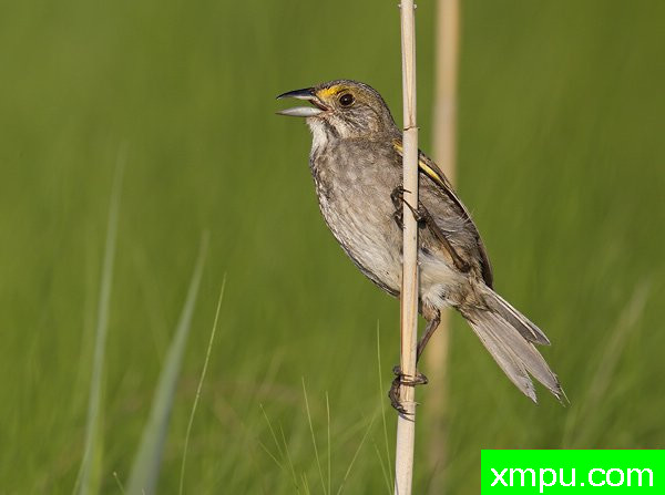 海滨雀[美国]--摄影师：罗伯特Royse 摄影[美国-特拉华州]