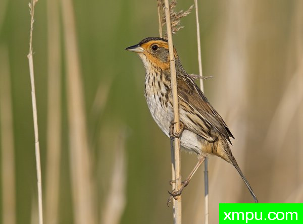 盐沼尖尾雀01Ammodramus caudacutus[美国]--摄影师：罗伯特Royse