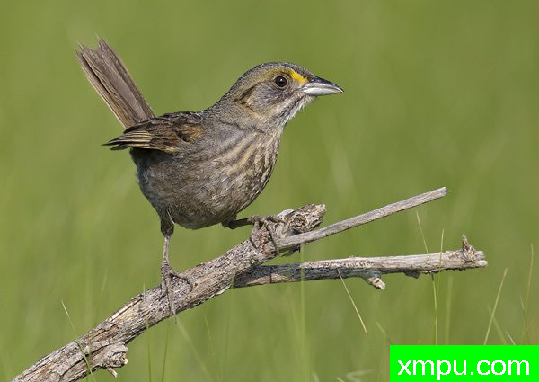 海滨雀5月01[美国]--摄影师：罗伯特Royse 摄影[美国-特拉华州]